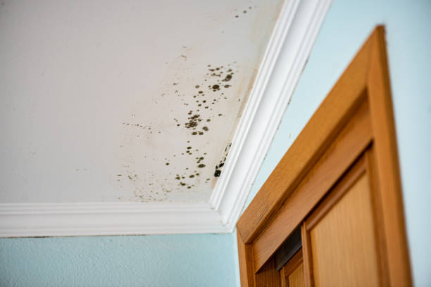 Best Crawl Space Mold Remediation in London, OH