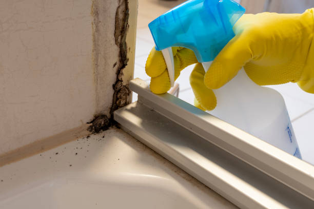 London, OH Mold Remediation Company